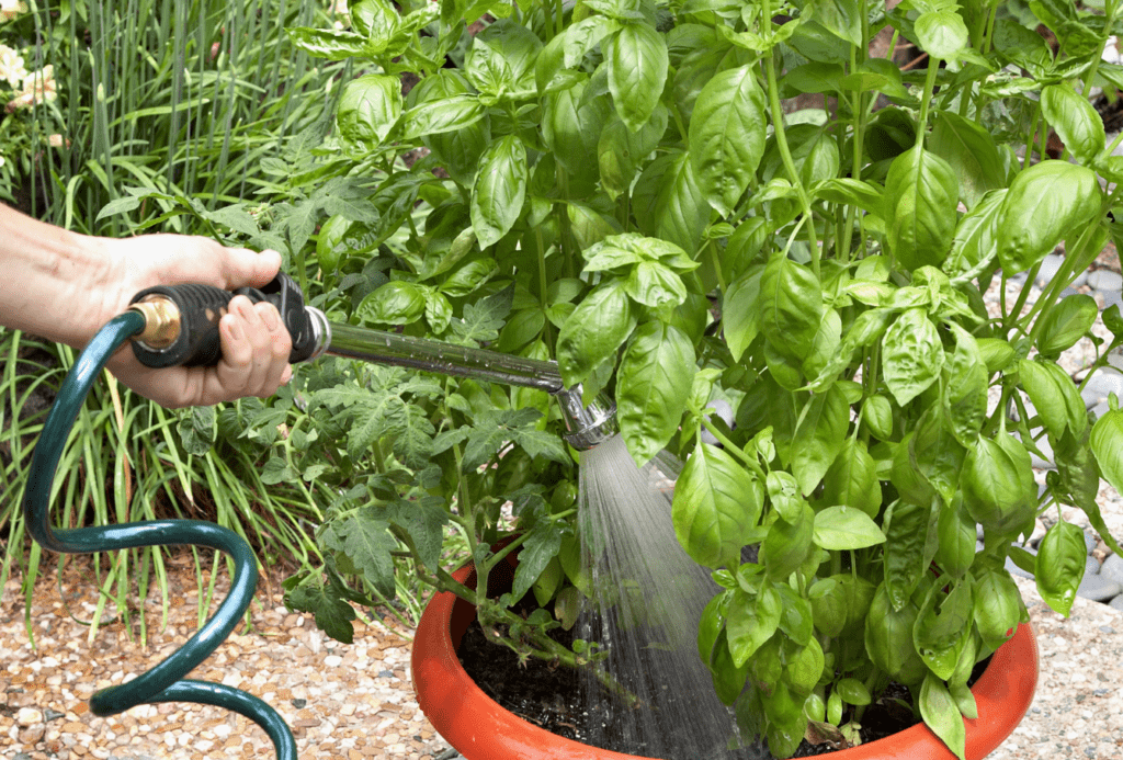 Watering lush green basil plants in pot with a hose.