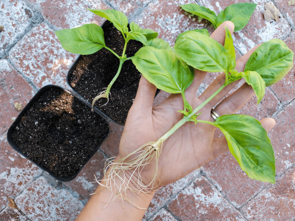 A person holds a basil plant with roots next to its pot on a brick surface.