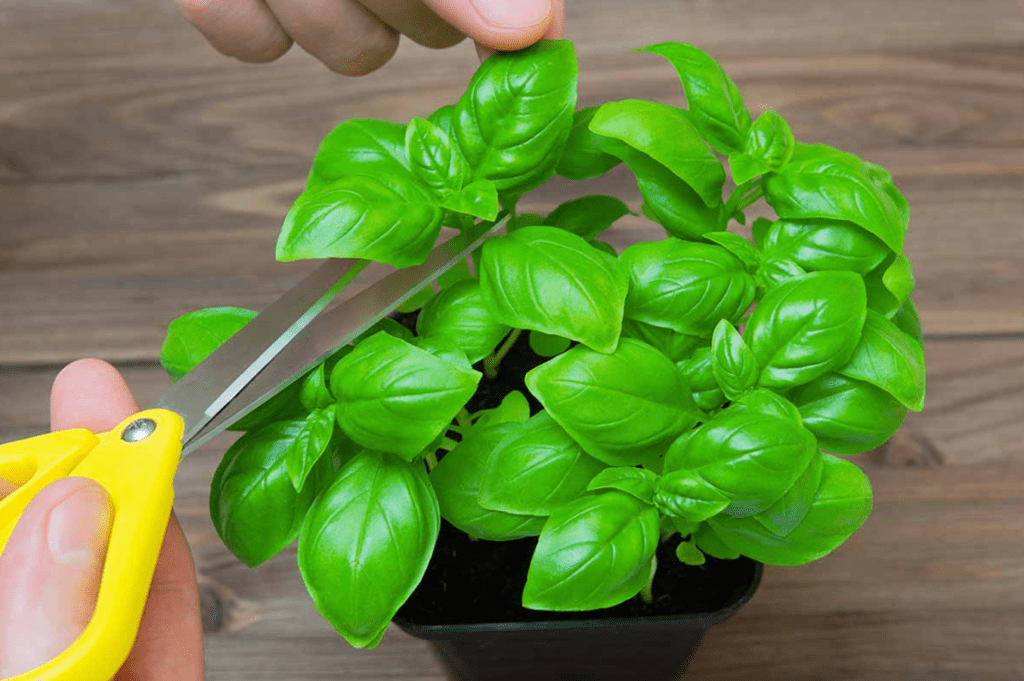 Person pruning a lush basil plant with yellow scissors on a wooden background.