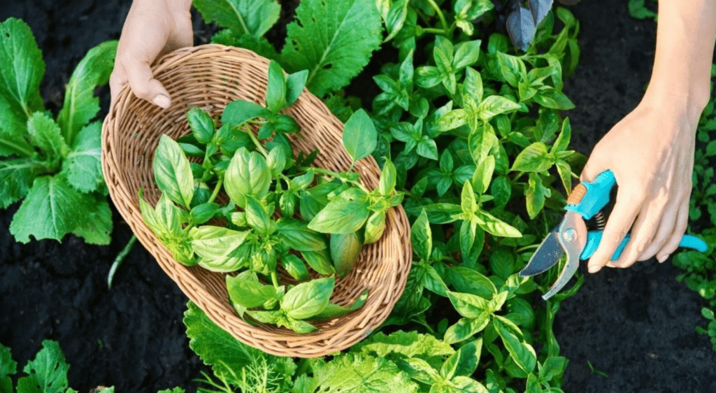 Hands holding a basket of basil and garden shears near plants.