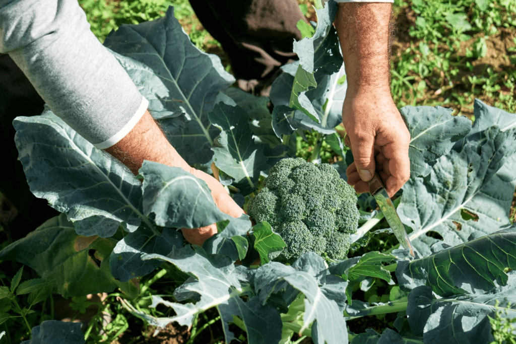 Person harvesting broccoli with a knife in a sunlit garden.