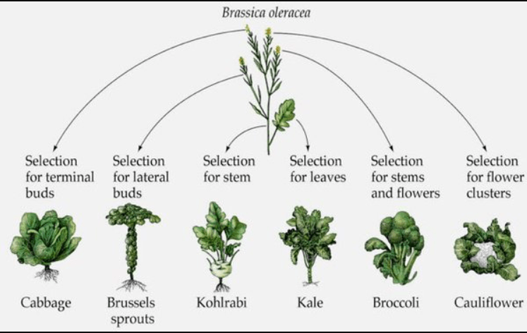 Illustration showing varieties of Brassica oleracea: cabbage, sprouts, kohlrabi, kale, broccoli, cauliflower.