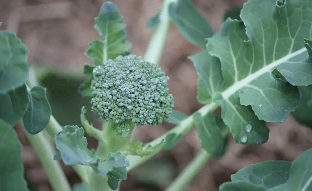 Broccoli plant with a green head and leaves, water droplets visible.