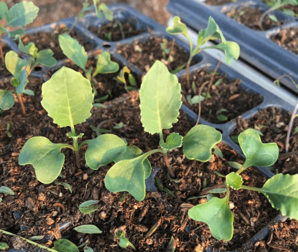 Seedlings in trays with emerging leaves, growing in rich soil.