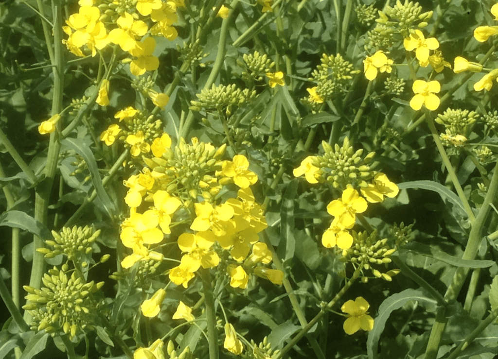 Yellow flowers in bloom with green foliage in the background.