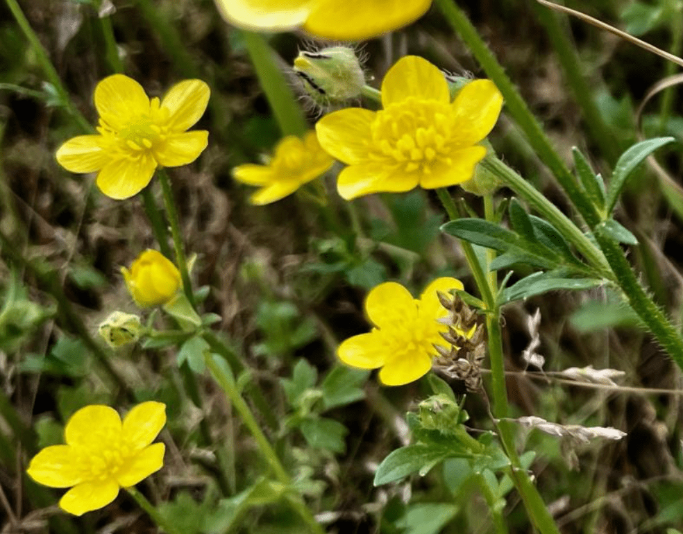 Bright yellow wildflowers with green leaves against a blurred natural background.