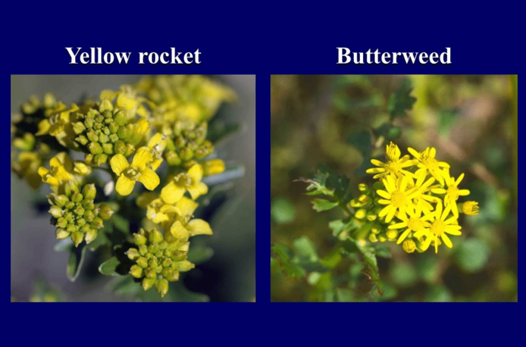 Two panels labeled "Yellow rocket" and "Butterweed" showing close-ups of their respective yellow flowers.