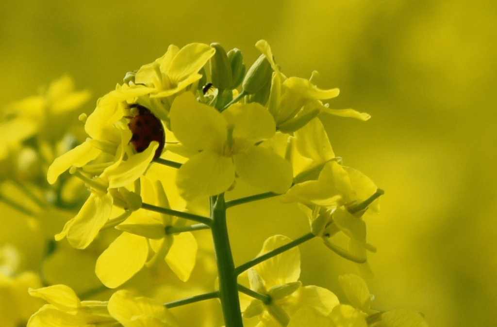 Ladybug on bright yellow rapeseed flowers with a blurred background.