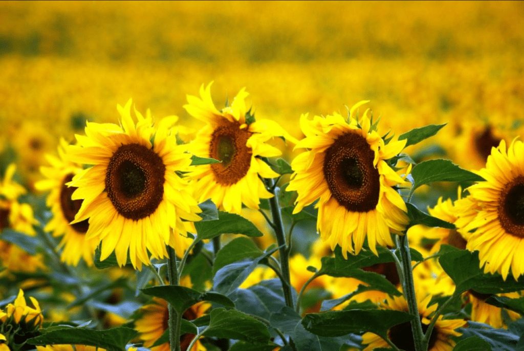 A vibrant field of blooming sunflowers under bright light.