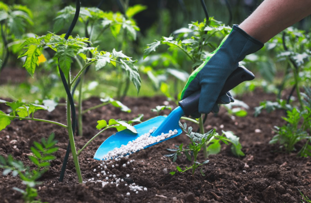 Hand in glove using trowel to fertilize soil around plants in garden.