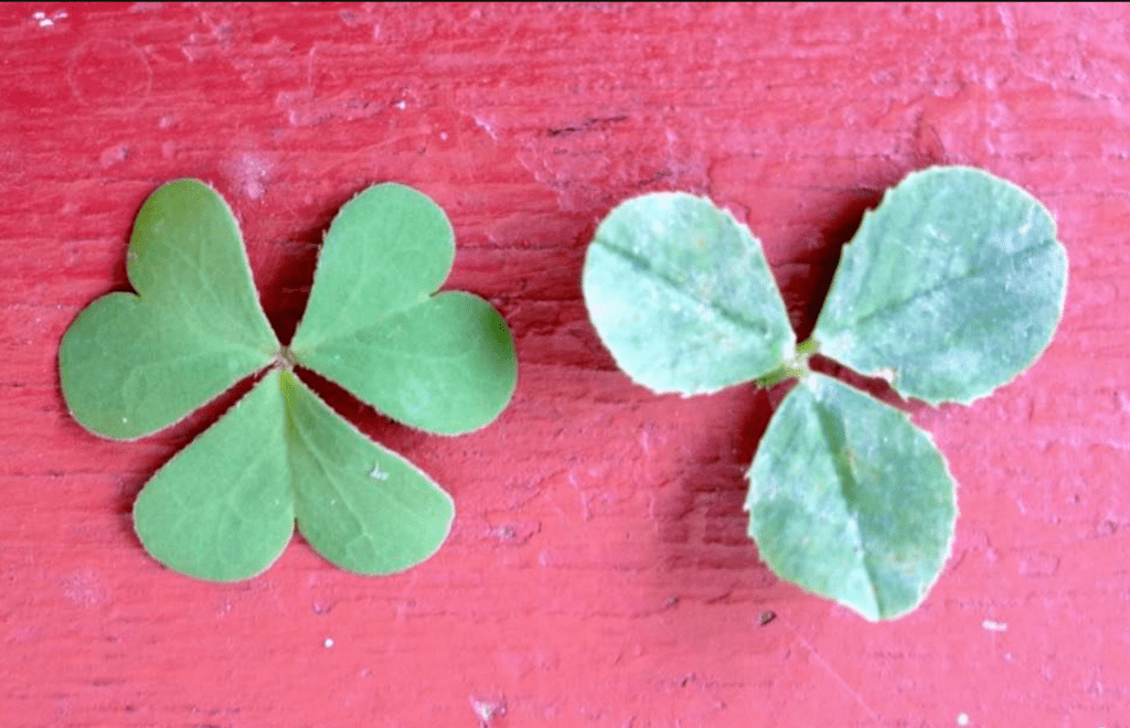 Two four-leaf clovers on a red wooden surface, one healthy green, the other pale and wilted.