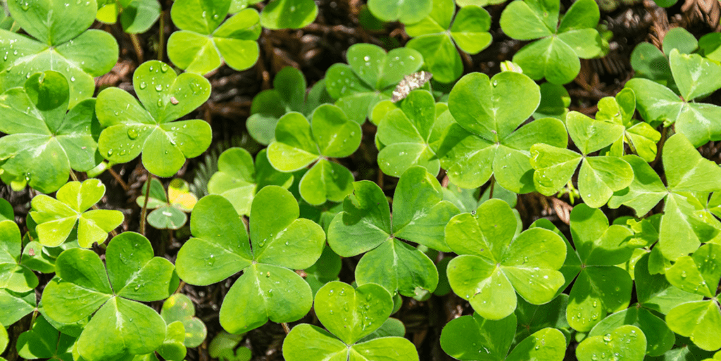 Greens clovers with dewdrops covering their leaves.