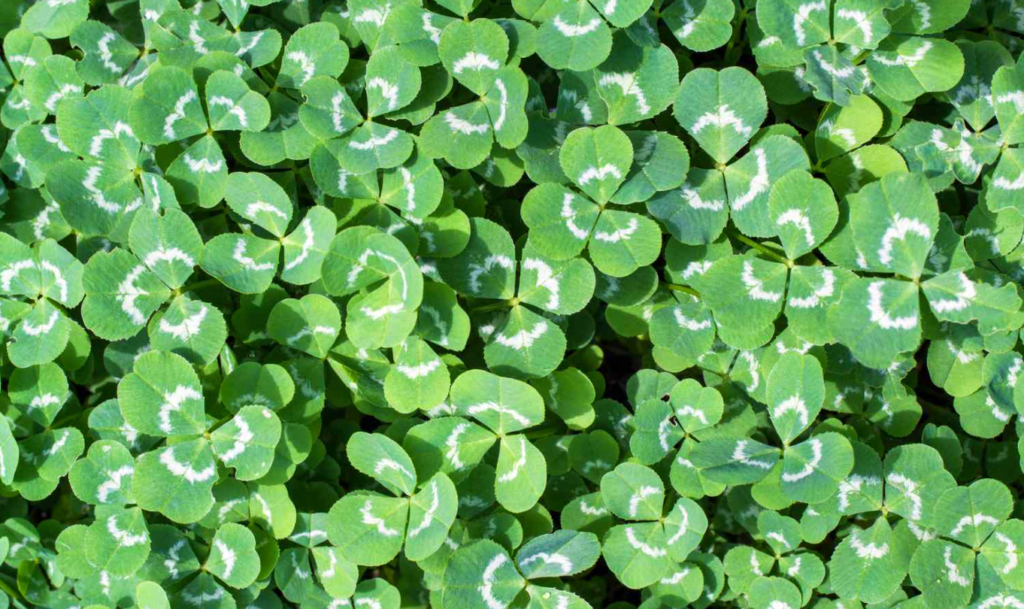 A dense patch of green clover with white patterns on the leaves.