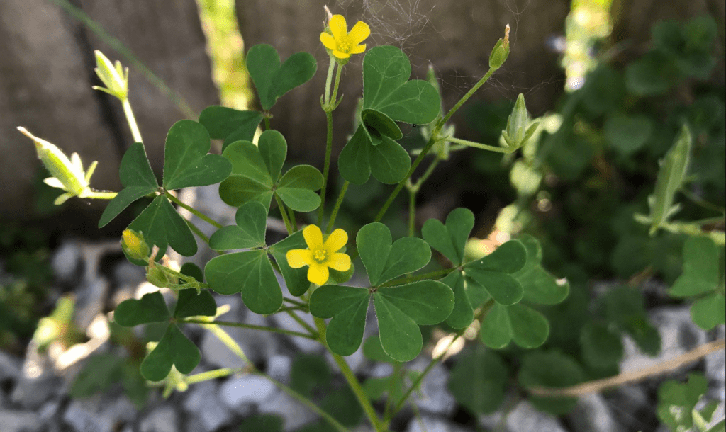 Close-up of yellow flowers and green clover-like leaves in sunlight.