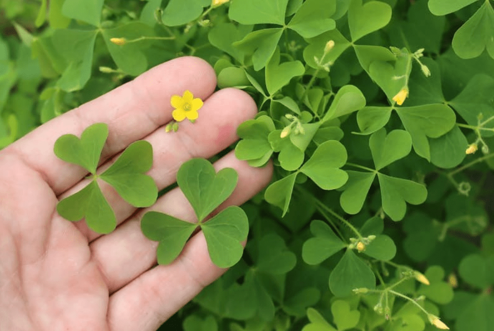 A hand holding a three-leaf clover and a small yellow flower against a backdrop of green foliage.