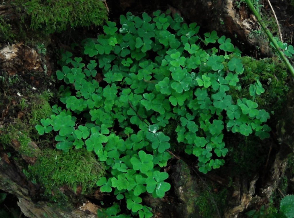 Clover patch with green leaves on a moss-covered forest floor.