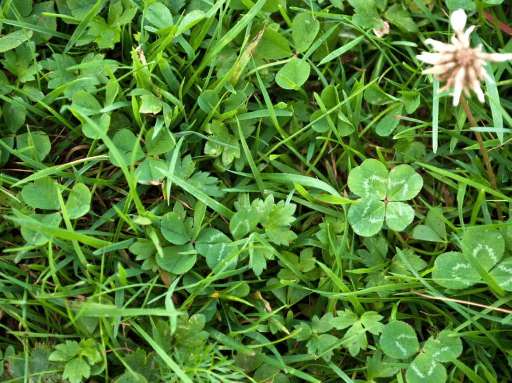 Close-up of dense green clover and grass with a faded bloom.