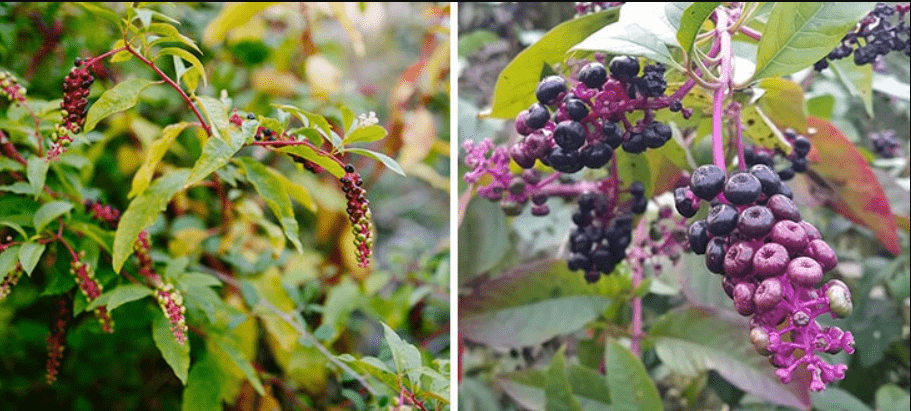 A split image showing unripe red pokeweed berries on the left and ripe purple ones on the right.