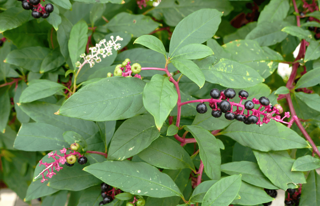 A cluster of ripe black berries amidst green leaves with a striking red stem.