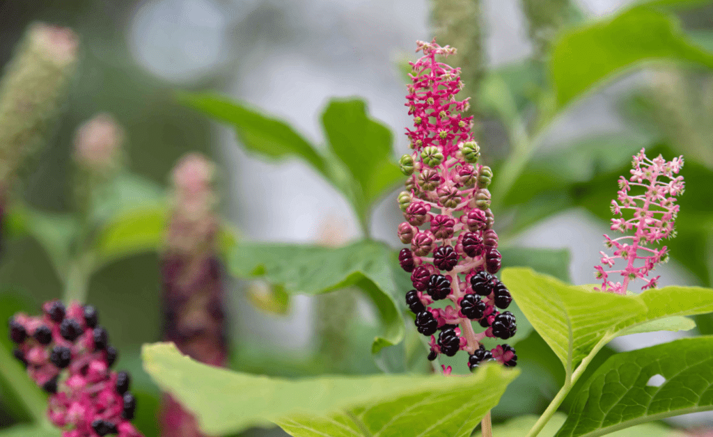 Close-up of pink and purple pokeweed berries amidst green leaves.