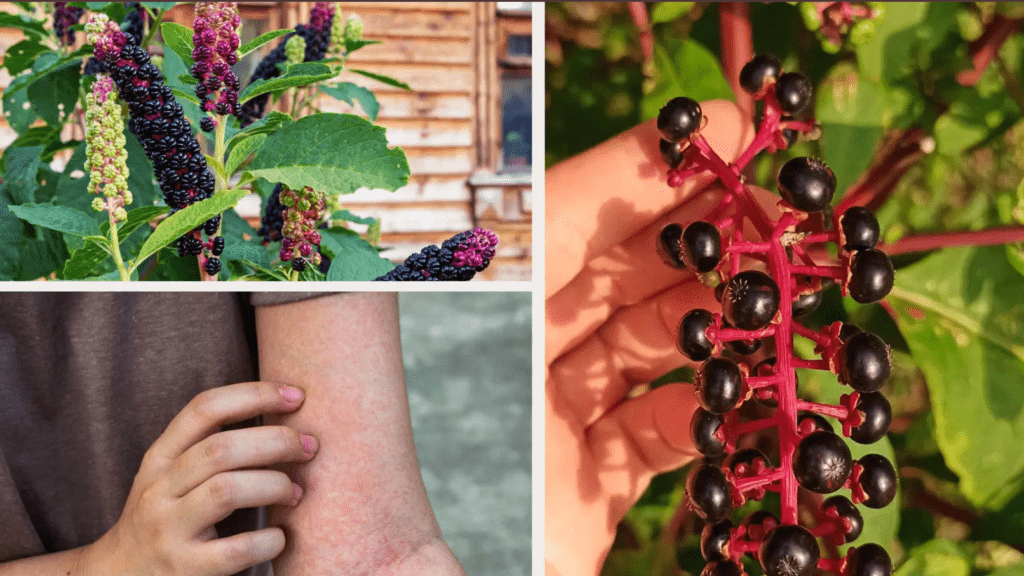 Collage of pokeweed plant and rash on skin, symbolizing potential allergic reaction.