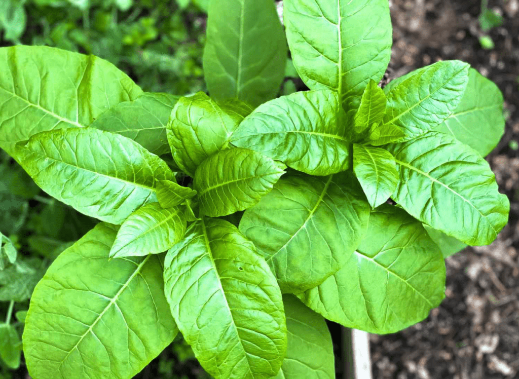 Bright green, broad leaves of a plant close-up with a blurred background.