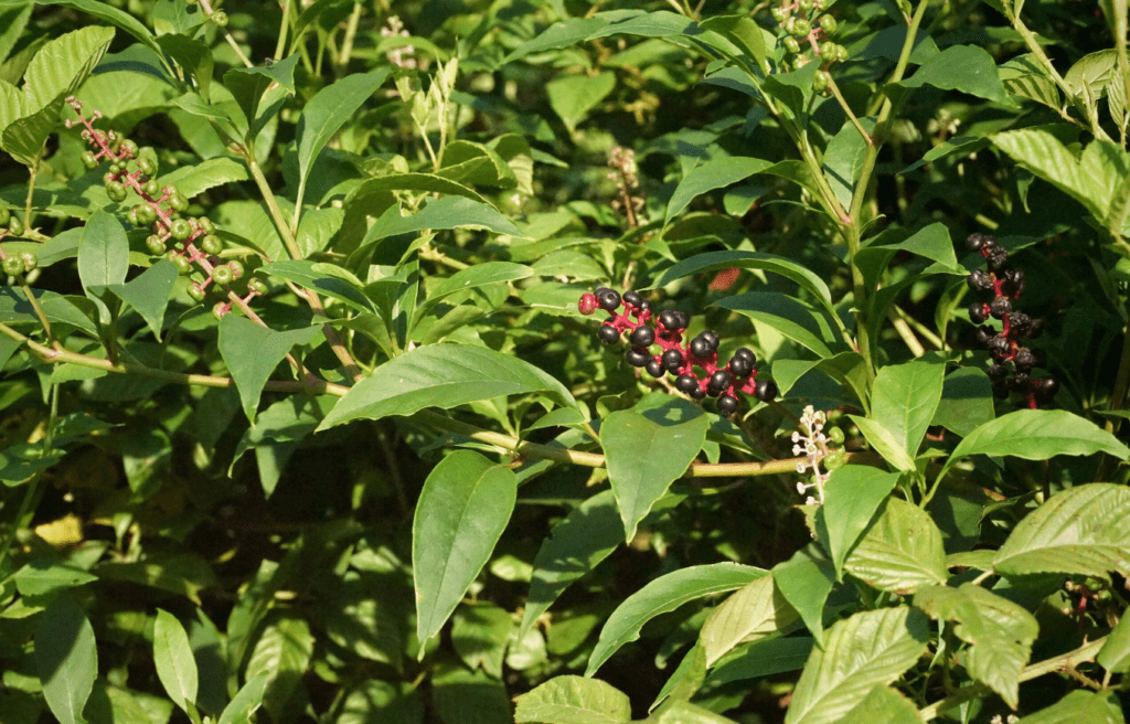 Green shrub with clusters of purple and red berries in sunlight.