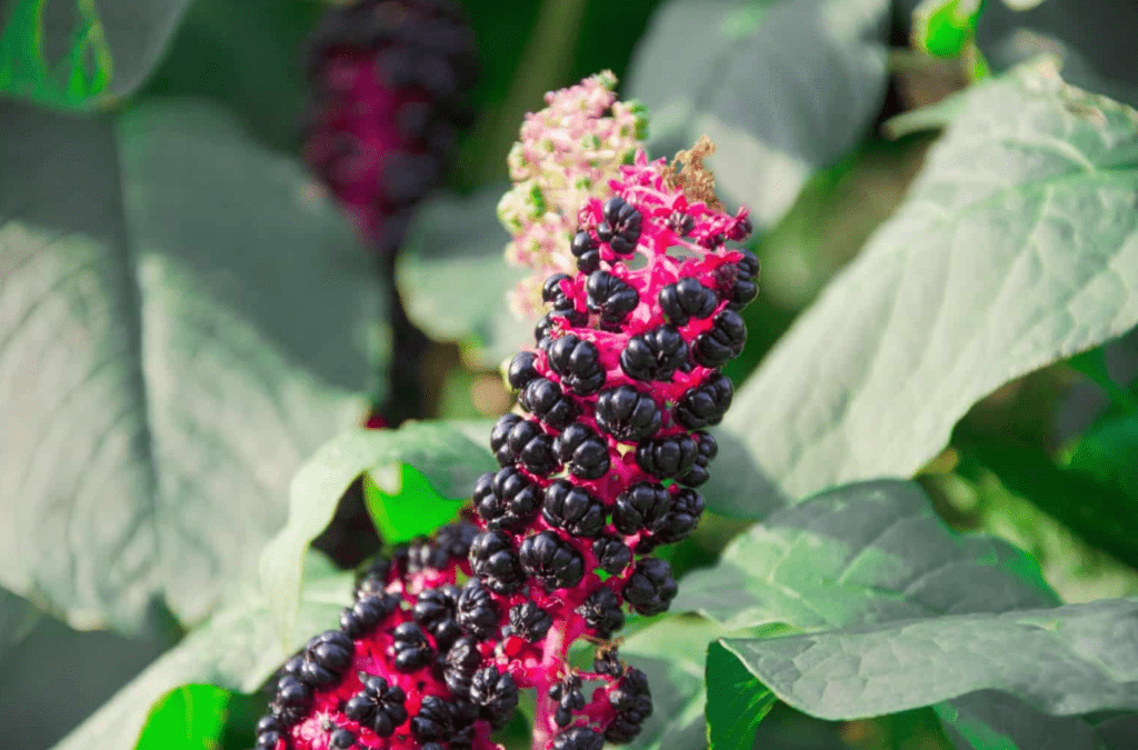 Cluster of ripe pokeweed berries on a bright pink stalk surrounded by green leaves.