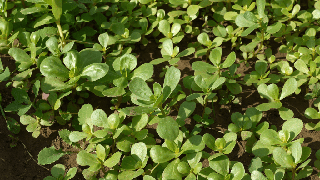 A bed of young, green succulent plants growing densely in soil.