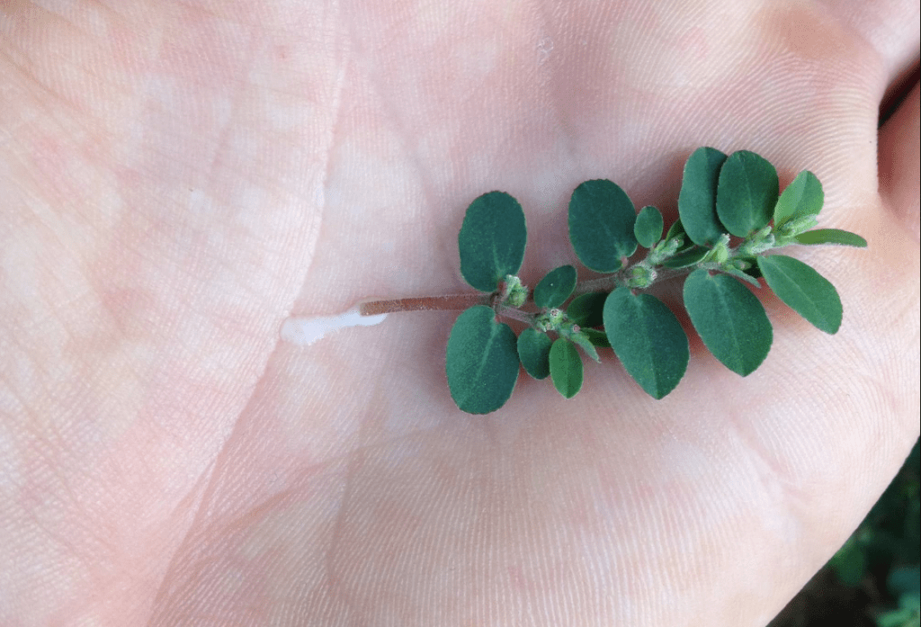 A small green plant with oval leaves held in the palm of a hand.