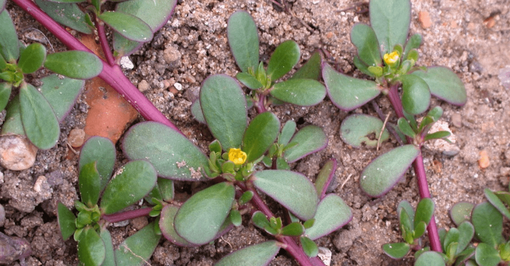 Green plants with oval leaves and purple stems growing in soil.