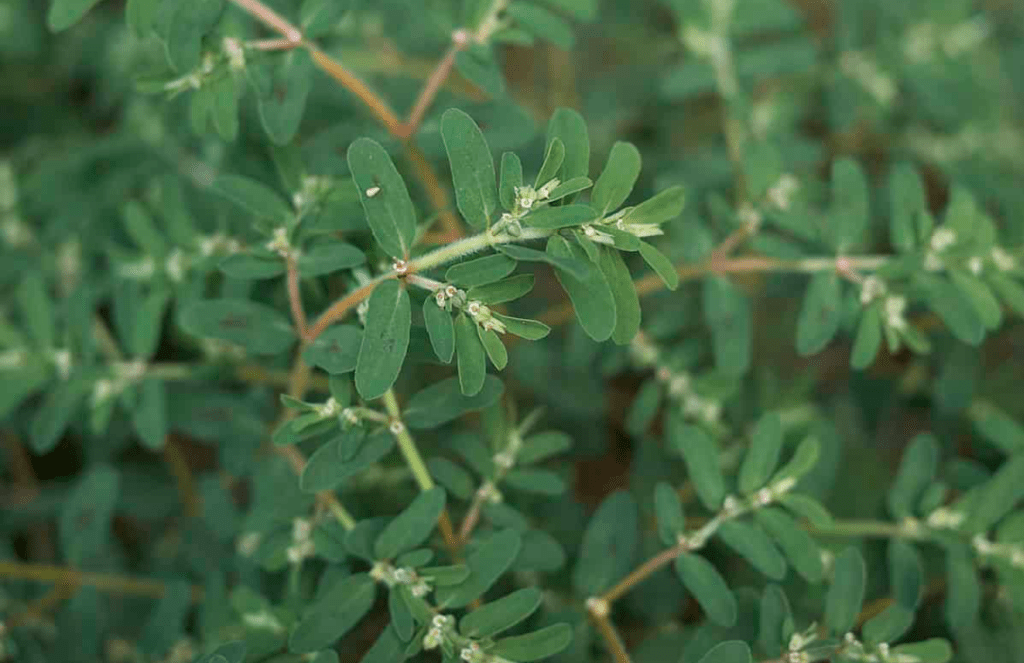 Close-up of green leaves from a shrub, with a soft-focus background.