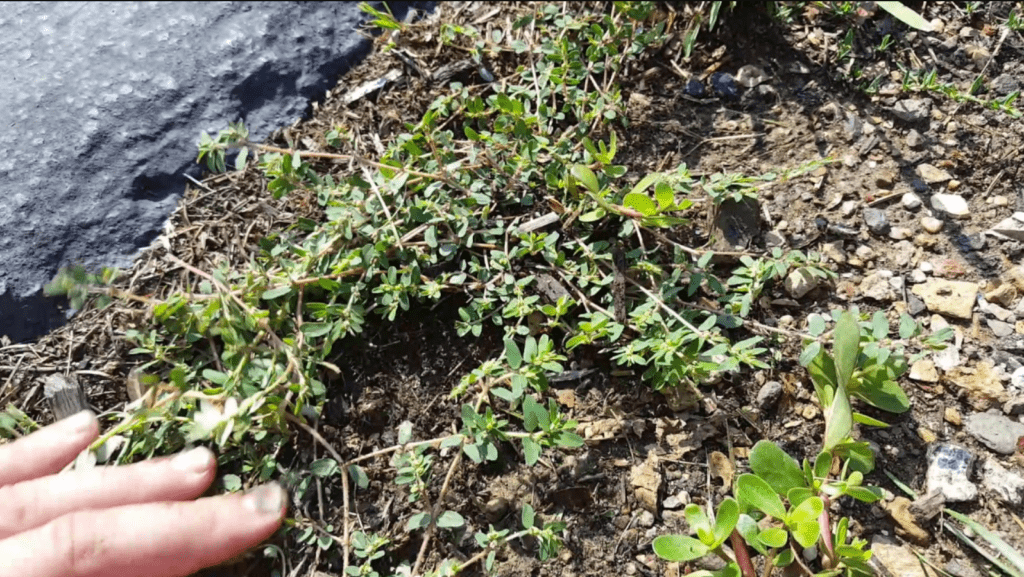 A hand touching low-lying plants and weeds on gritty soil next to pavement.