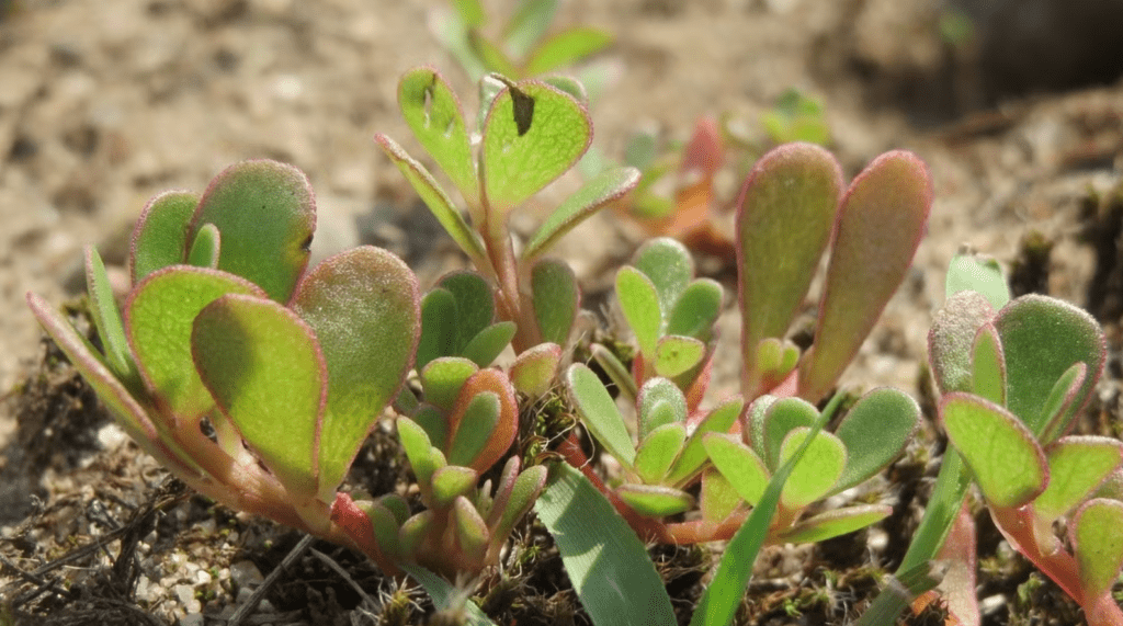 Close-up of small succulent plants with green leaves and red edges growing in soil.