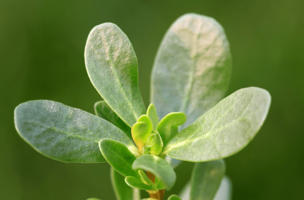 Close-up of a green succulent plant with thick leaves against a soft-focus green background.