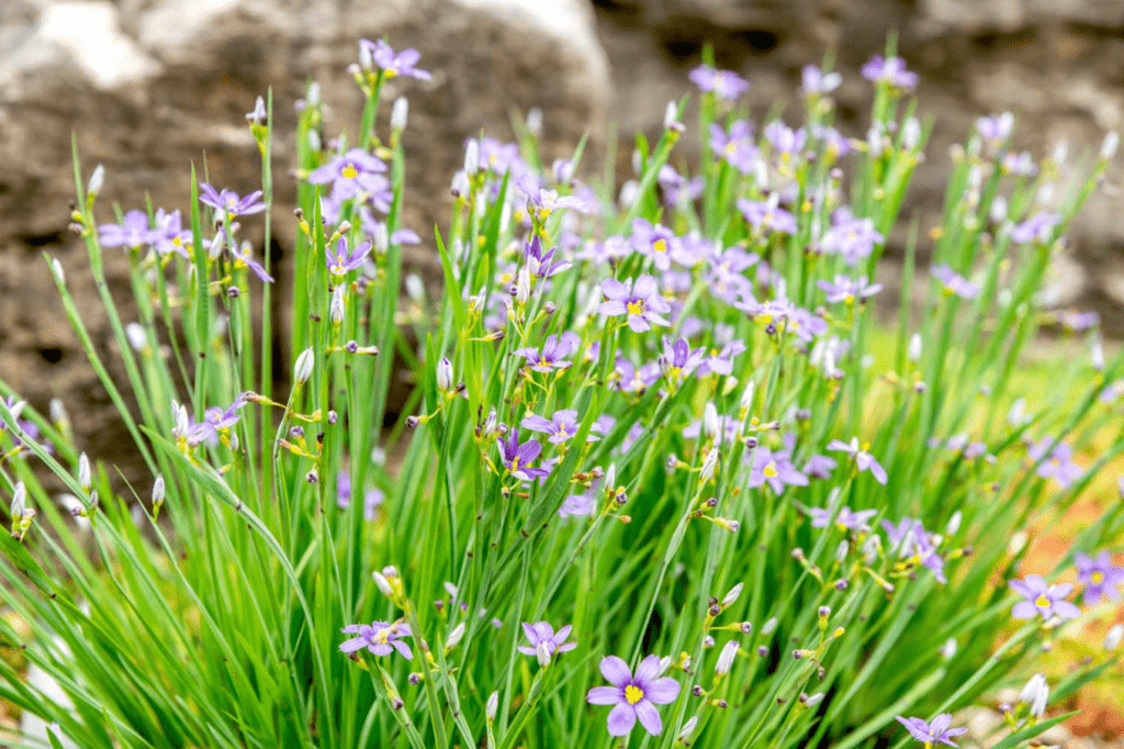 A cluster of delicate purple flowers with yellow centers surrounded by green foliage.