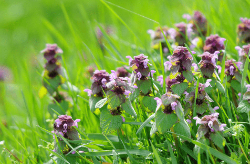 Purple wildflowers among vibrant green grass.