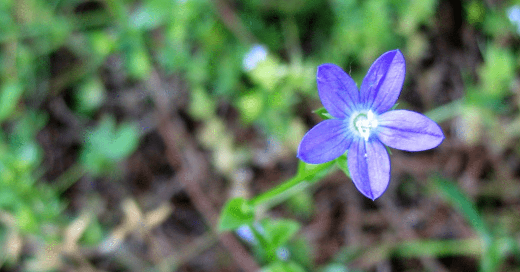 A single vibrant blue flower in focus against a blurry green background.