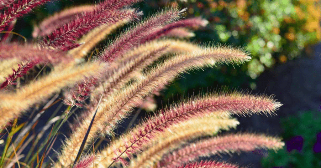 Close-up of purple fountain grass in sunlight with blurred garden background.