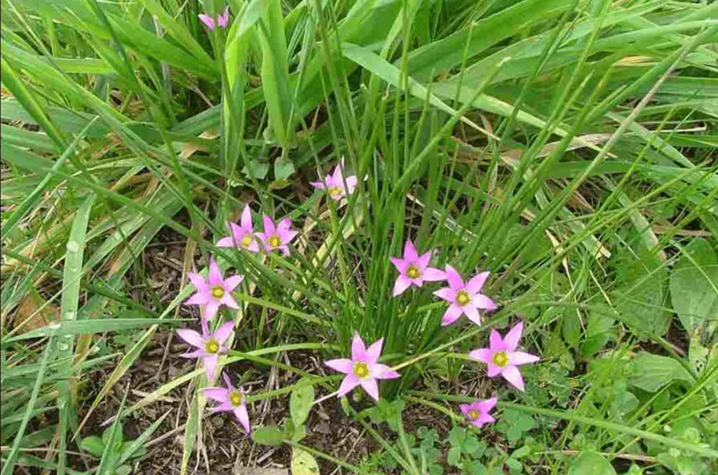 Pink star-shaped flowers amidst green grass.