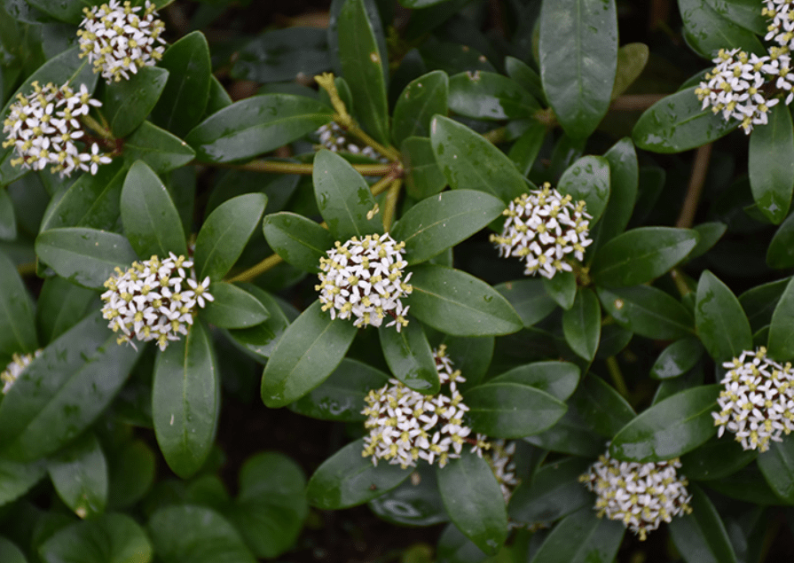 Skimmia Japonica