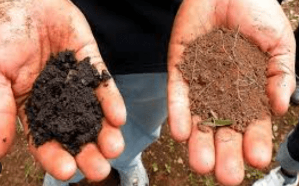 Soil Preferences