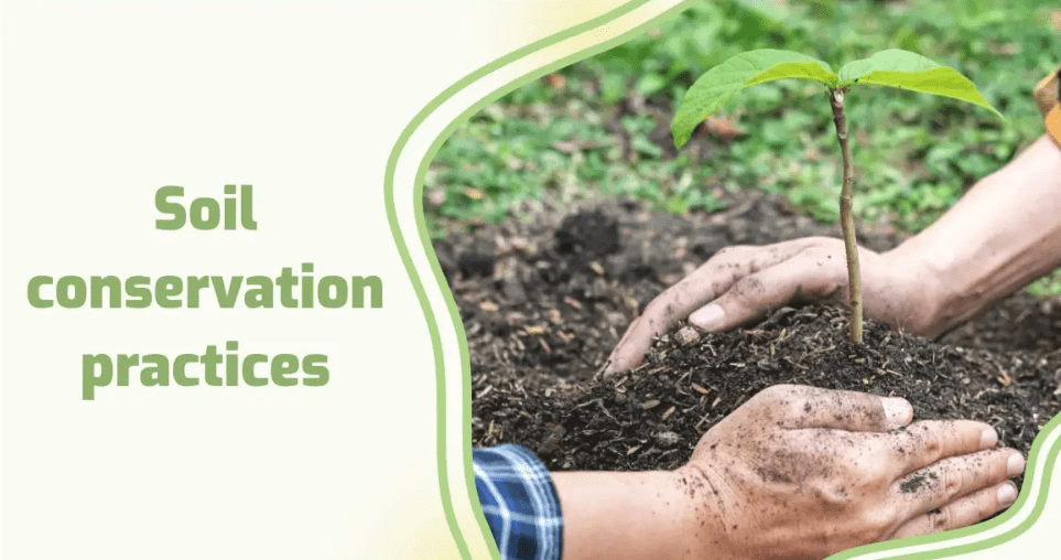 Soil and Fertilization Best Practices