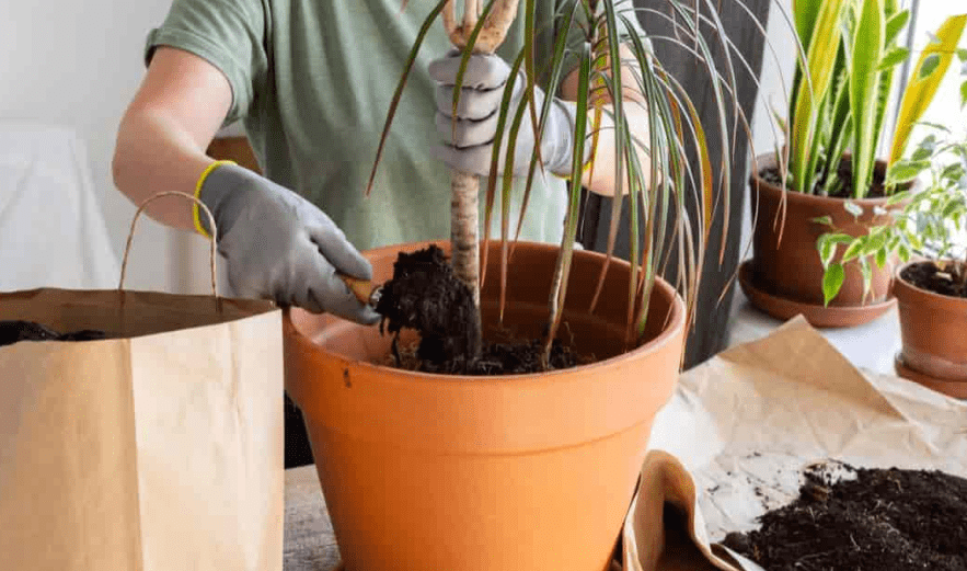 Soil and Potting Mix