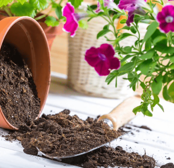 Soil and Potting Needs