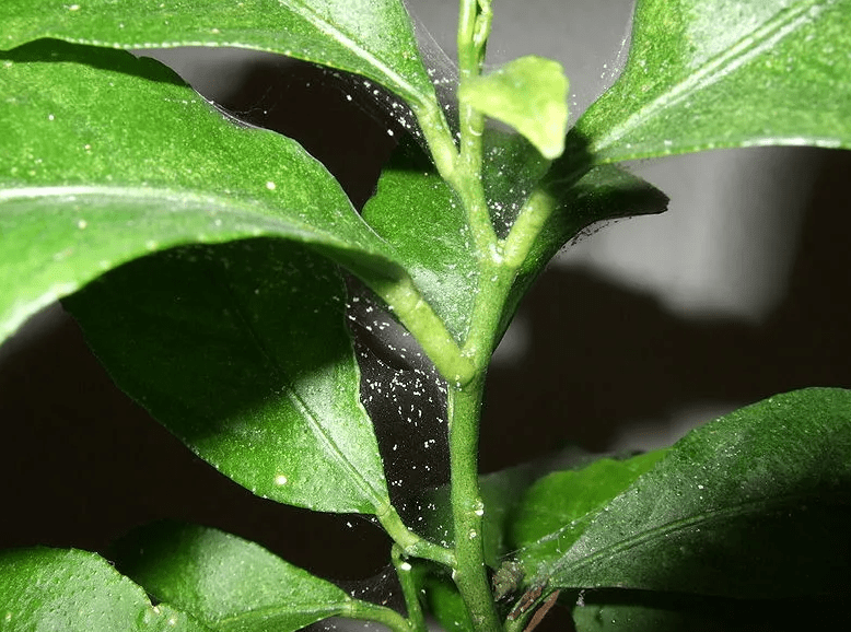 Spider mites