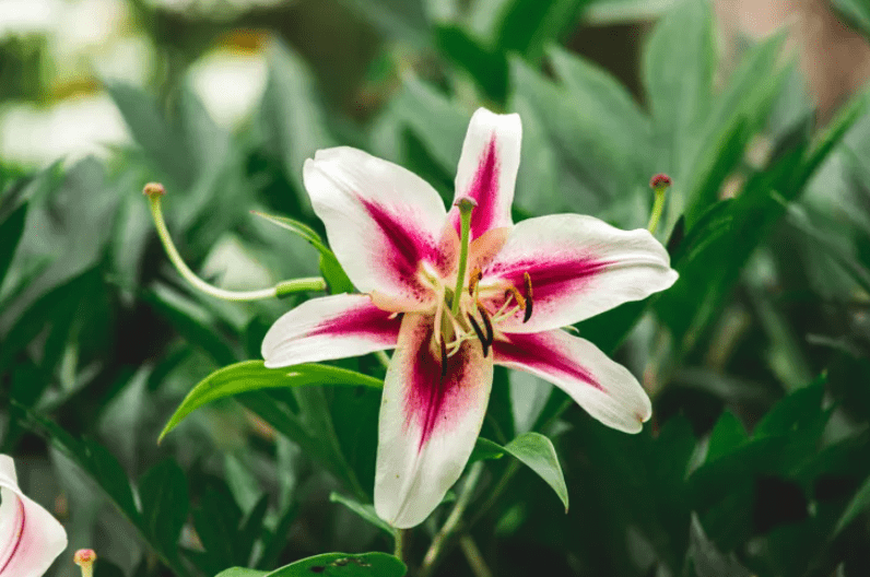 Stargazer Lily