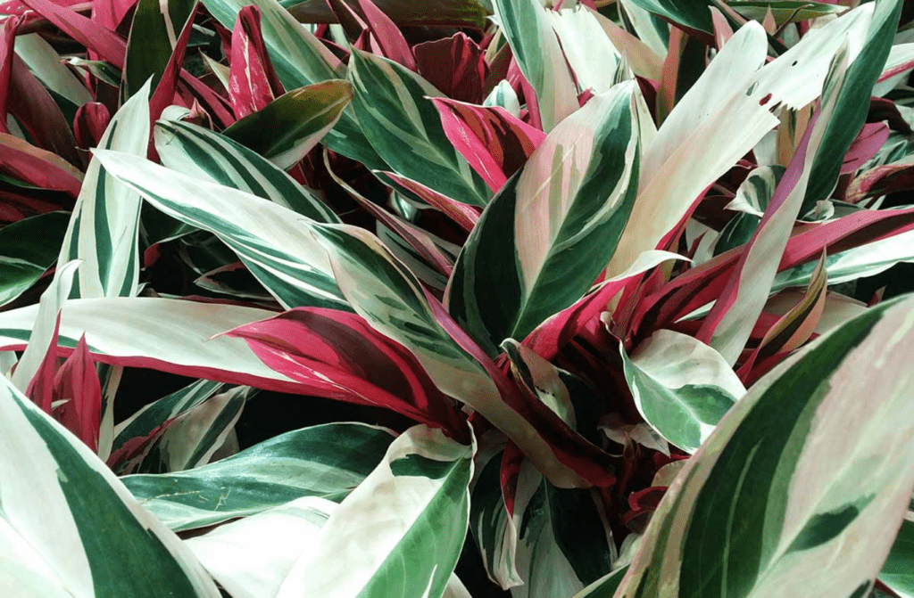 Lush green and pink variegated leaves of a tropical plant.