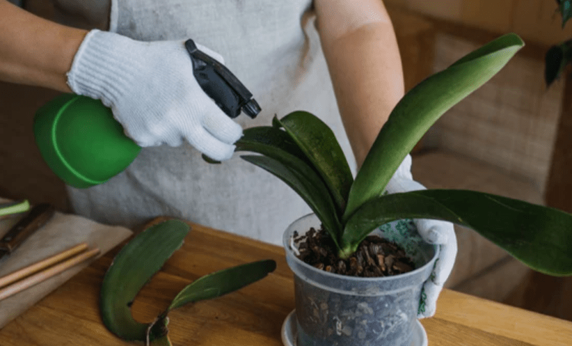 The Best Time to Fertilize Orchids