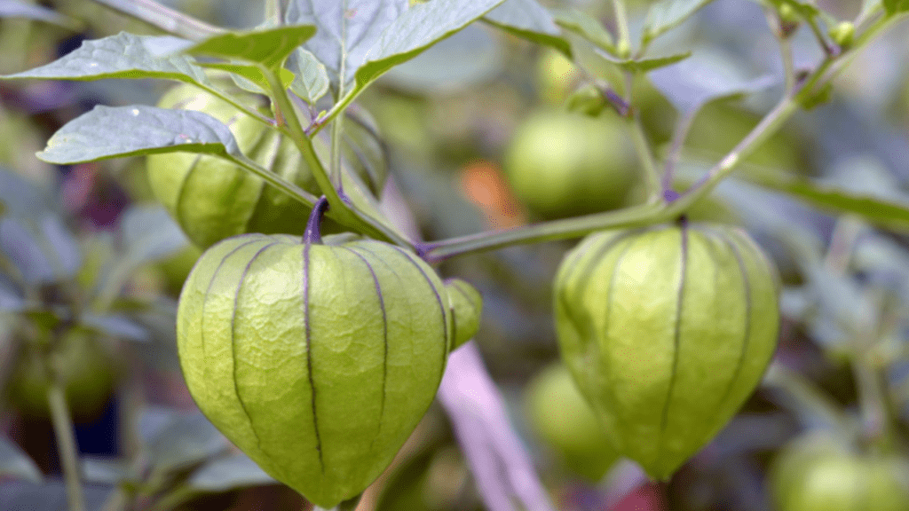 Tomatillo plant